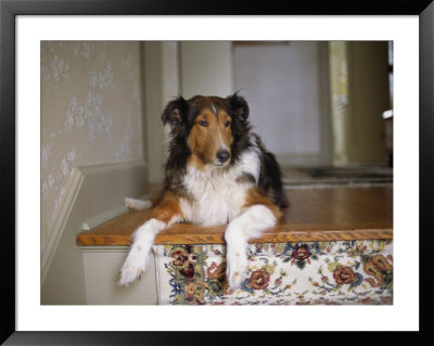 A Collie Rests At The Top Of The Stairway by Joel Sartore Pricing Limited Edition Print image