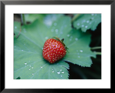 A Ripe Red Strawberry Lying On A Leaf by Heather Perry Pricing Limited Edition Print image