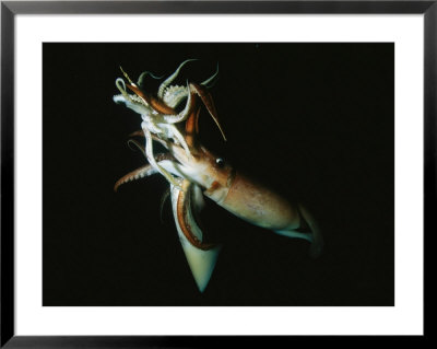 Pair Of Giant Or Humboldt Squid In A Mating Embrace by Brian J. Skerry Pricing Limited Edition Print image