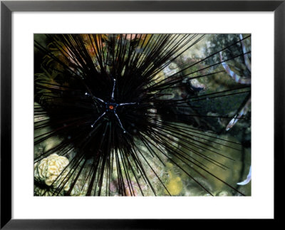 A Black Diadema Sea Urchin by Wolcott Henry Pricing Limited Edition Print image