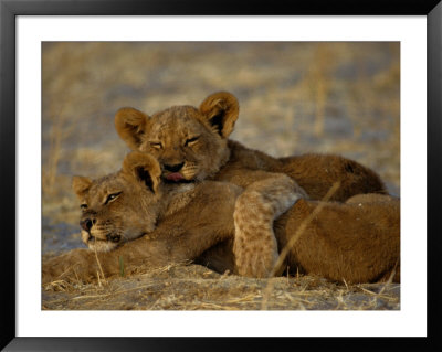 Two Lion Cubs Snuggle Together On The Ground by Beverly Joubert Pricing Limited Edition Print image
