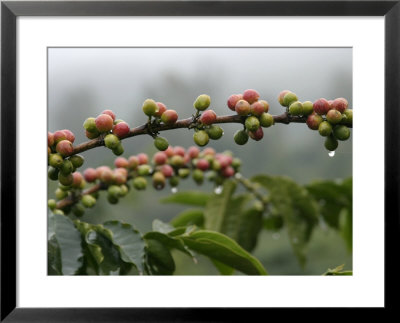 Close View Of Coffee Beans With Dew Drops by Roy Toft Pricing Limited Edition Print image