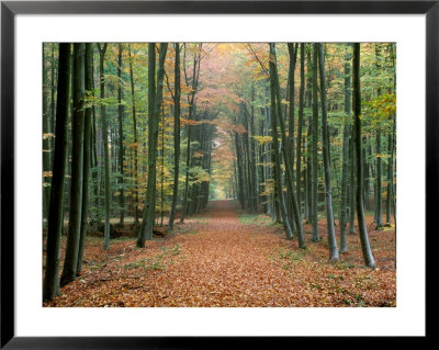 Trail Through The Woods by Fogstock Llc Pricing Limited Edition Print image