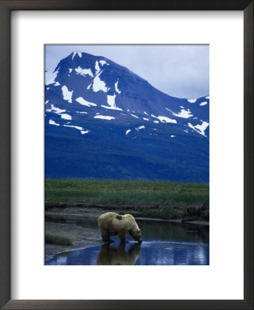 Brown Bear, Ursus Arctos, Drinking Water by Mark Newman Pricing Limited Edition Print image