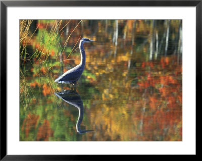 Great Blue Heron In Fall Reflection, Adirondacks, New York, Usa by Nancy Rotenberg Pricing Limited Edition Print image
