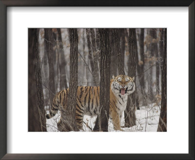 A Gaping Grimace Allows A Siberian Tiger To Take In Scents by Marc Moritsch Pricing Limited Edition Print image