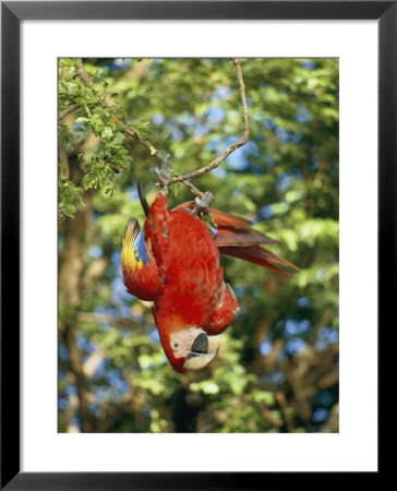 A Scarlet Macaw Hangs Upside-Down From A Branch by Roy Toft Pricing Limited Edition Print image