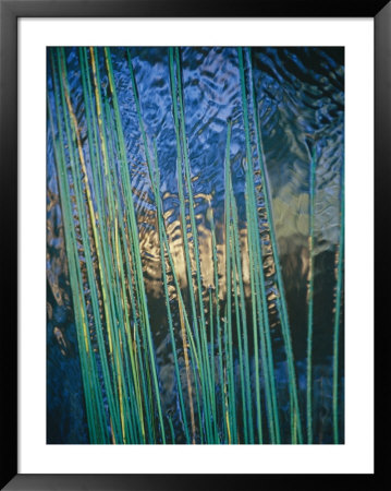 Grass Stems Set Against The Rippled Surface Of A Pond by Jason Edwards Pricing Limited Edition Print image