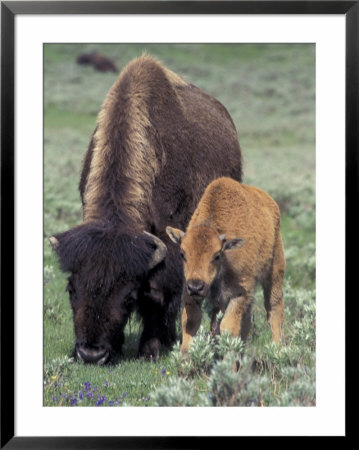 Bison And Calf, Yellowstone National Park, Wyoming, Usa by Jamie & Judy Wild Pricing Limited Edition Print image