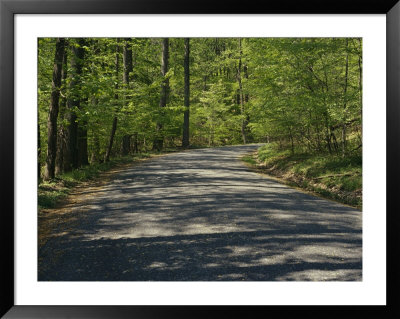 Sun-Dappled Country Road Winding Through A Wooded Landscape by Gina Martin Pricing Limited Edition Print image
