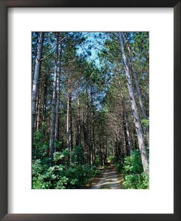 Trail In The Woods, Cape Cod, Ma by Eunice Harris Pricing Limited Edition Print image
