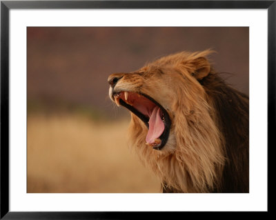 Male Lion Roaring, Namibia, South Africa by Keith Levit Pricing Limited Edition Print image