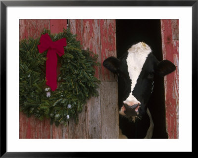 Holstein Cow In Barn With Christmas Wreath, Il by Lynn M. Stone Pricing Limited Edition Print image