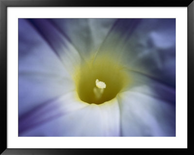 A Close View Of A Heavenly Blue Morning Glory Flower by Bill Curtsinger Pricing Limited Edition Print image