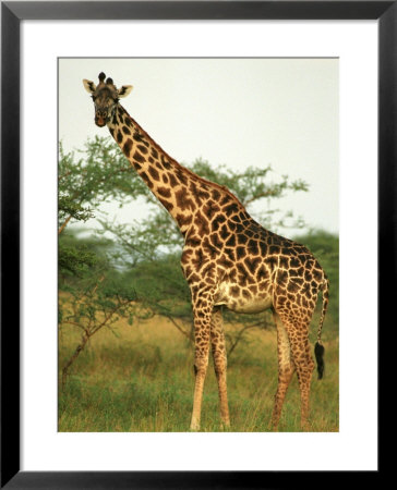 Giraffe, Ngorongoro Crater, Africa by Keith Levit Pricing Limited Edition Print image