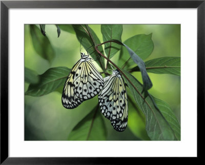 Japanese Kite Butterflies Mating, Florida, Usa by Nancy Rotenberg Pricing Limited Edition Print image