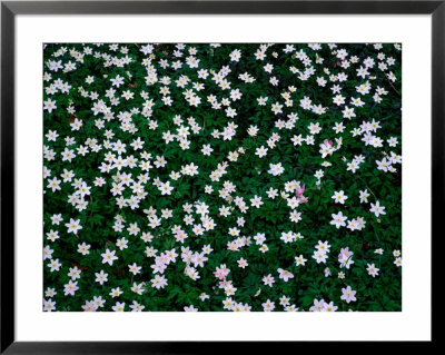 Wood Anemones (Anemone Nemorosa) On Forest Floor, Sodersen National Park, Sweden by Anders Blomqvist Pricing Limited Edition Print image