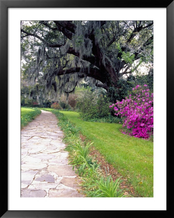 Pathway In Magnolia Plantation And Gardens, Charleston, South Carolina, Usa by Julie Eggers Pricing Limited Edition Print image