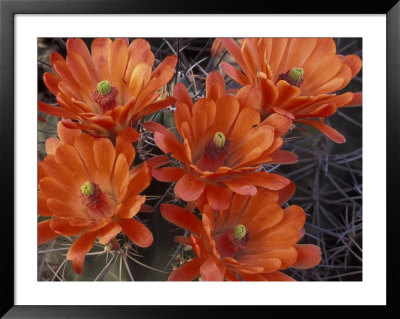 Claret Cup Cactus Flowers, San Xavier, Arizona, Usa by Jamie & Judy Wild Pricing Limited Edition Print image