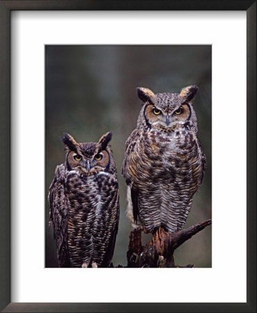 Great Horned Owls, Washington, Usa by Charles Sleicher Pricing Limited Edition Print image