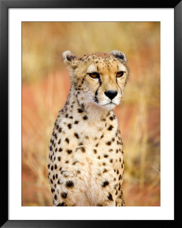 Sitting Cheetah At Africa Project, Namibia by Joe Restuccia Iii Pricing Limited Edition Print image