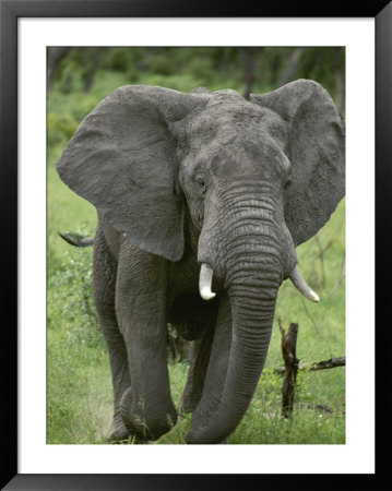 Close View Of A Running African Elephant by Kenneth Garrett Pricing Limited Edition Print image