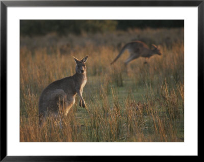 Kangaroos In A Grassland Area by Sam Abell Pricing Limited Edition Print image