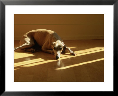 Whippet by Jacque Denzer Parker Pricing Limited Edition Print image