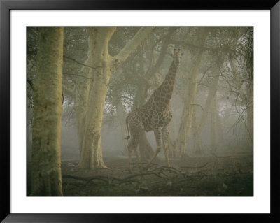 A Giraffe Stands In A Misty Forest In The Ndumu Game Reserve by Chris Johns Pricing Limited Edition Print image