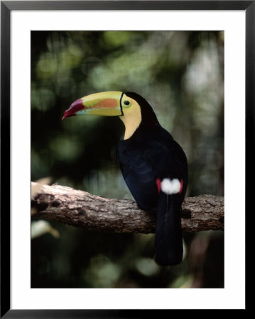 Keel Billed Toucan, Belize Zoo, Belize by Frank Staub Pricing Limited Edition Print image