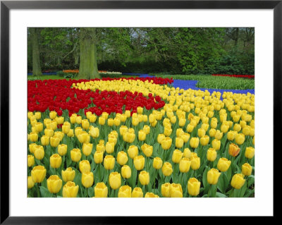 Tulips, Keukenhof Gardens, Netherlands by Gavin Hellier Pricing Limited Edition Print image