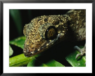 Head Of A Gecko by Tim Laman Pricing Limited Edition Print image