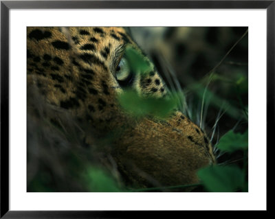 A Male Leopard Dozes During The Heat-Of-The-Day by Kim Wolhuter Pricing Limited Edition Print image