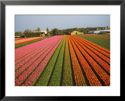 Tulip Lands, Leiden Area, Netherlands by Keren Su Pricing Limited Edition Print image