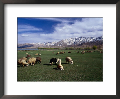 Sheep Graze On Fertile Green Pastures Of Zagros Plains, Iran by Patrick Syder Pricing Limited Edition Print image