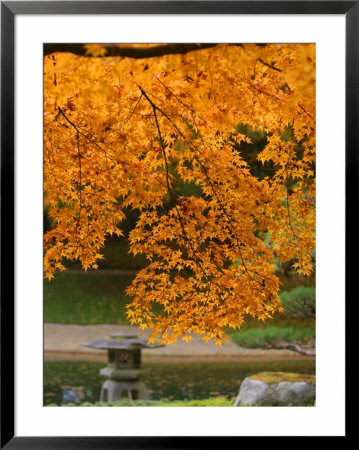 Autumn Leaves At Nitobe Japanese Garden, University Of British Columbia, Vancouver, Canada by Lawrence Worcester Pricing Limited Edition Print image