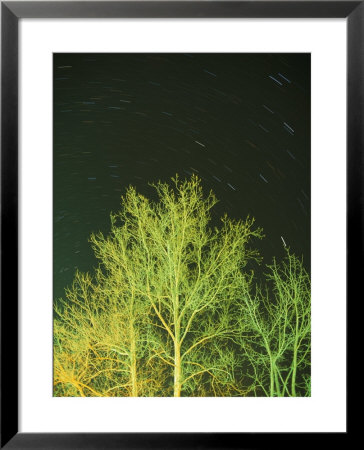 Star Trails Light Up The Sky Over A Tree by Stephen Alvarez Pricing Limited Edition Print image