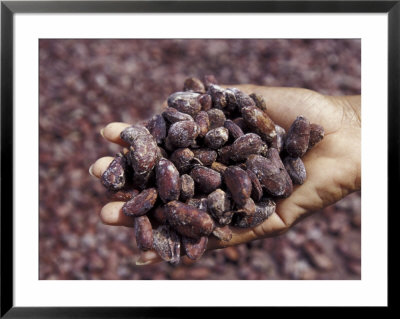 Handful Of Nutmeg, St. George, Grenada, Caribbean by Greg Johnston Pricing Limited Edition Print image