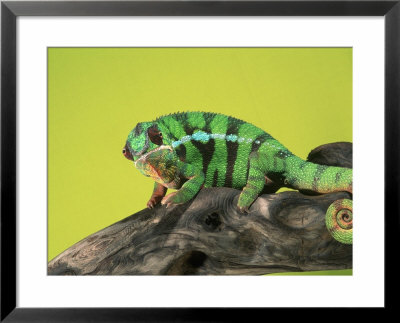 Panther Chameleon, Madagascar by Marian Bacon Pricing Limited Edition Print image