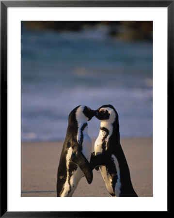 African Penguins Showing Affection by Stuart Westmoreland Pricing Limited Edition Print image
