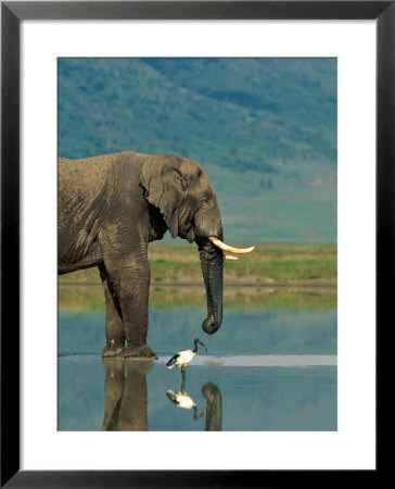 With A Sacred Ibis Beside Him, An African Elephant Drinks From A Pond by Beverly Joubert Pricing Limited Edition Print image