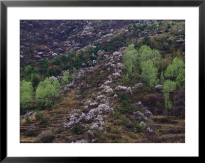 Flowering Plum Trees On A Hillside In Beijing by Raymond Gehman Pricing Limited Edition Print image