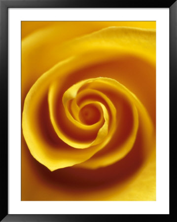 Detail Of Yellow Rose by Fogstock Llc Pricing Limited Edition Print image