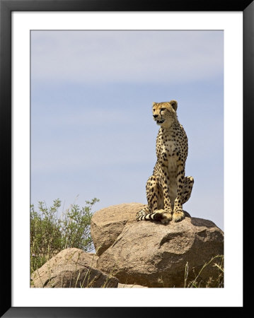 Cheetah Sitting On A Boulder, Serengeti National Park, Tanzania, East Africa, Africa by James Hager Pricing Limited Edition Print image