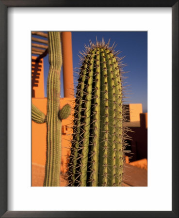 Colorful Cactus Detail, Cabo San Lucas, Baja California Sur, Mexico by Walter Bibikow Pricing Limited Edition Print image