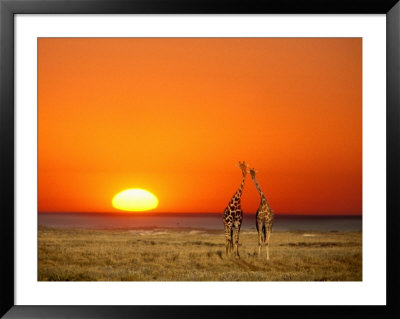 Sun-Setting On A Giraffe Couple, Namibia by Janis Miglavs Pricing Limited Edition Print image