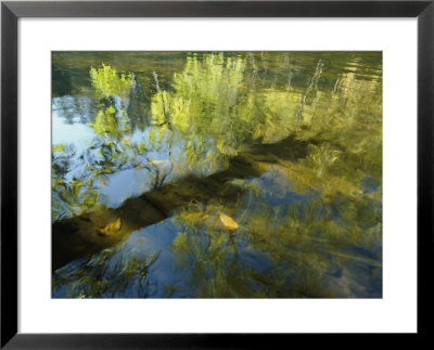 Trees Reflected In The Water by David Boyer Pricing Limited Edition Print image