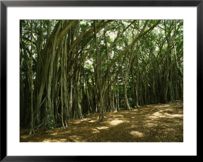 A Grove Of Banyan Trees Send Airborn Roots Down To The Forest Floor by Paul Damien Pricing Limited Edition Print image