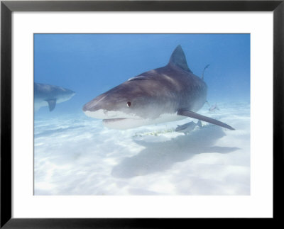 Tiger Sharks, Northern Bahamas by Stuart Westmoreland Pricing Limited Edition Print image