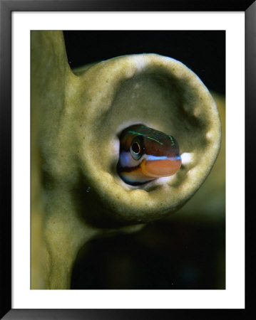 Sabre Toothed Blenny In Tube Worm Cast At Jackson Reef In The Red Sea, Egypt by Mark Webster Pricing Limited Edition Print image